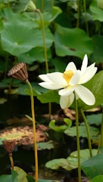 A serene scene featuring a white lotus flower with yellow center blooming amidst lush green lotus leaves. There are also dried lotus seed pods on tall stems, adding contrast to the vibrant greenery and the fresh bloom.