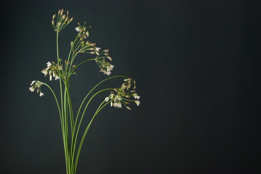 a vase filled with white flowers on top of a table