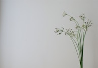 A minimalist still life featuring delicate flowers against a muted background.