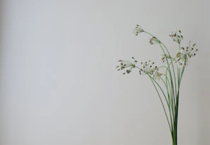 Minimalist floral composition showcasing dark lush greens and delicate blossoms with a soft focus and abundant white space.