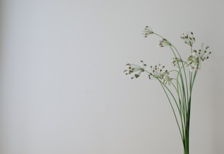 A minimalist still life featuring delicate flowers against a muted background.