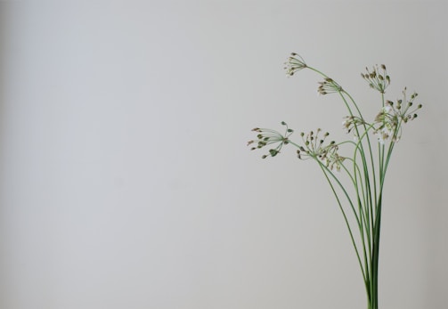 A minimalist composition showing delicate details of a flower in soft focus.