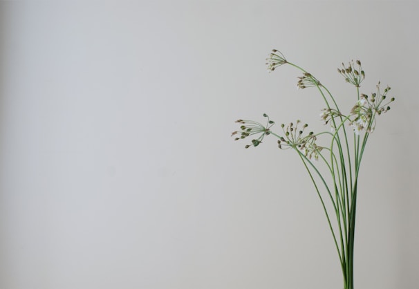 Minimalist composition of a single flower in soft focus against a clean white background.