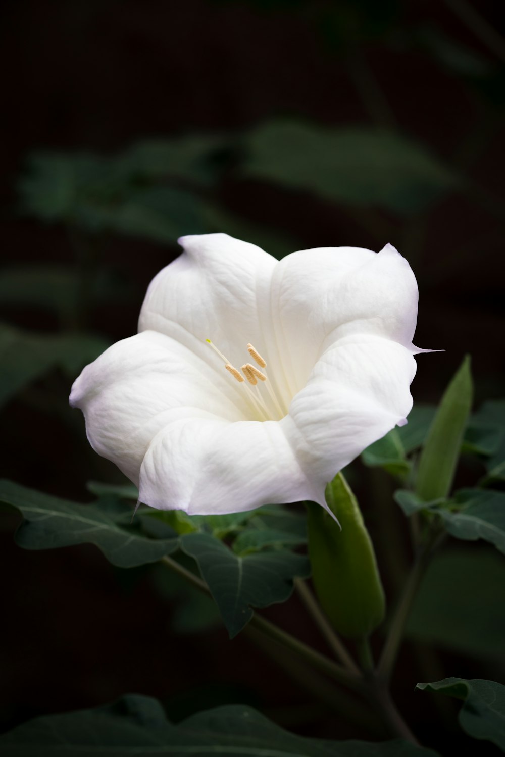 a white flower with green leaves on a black background