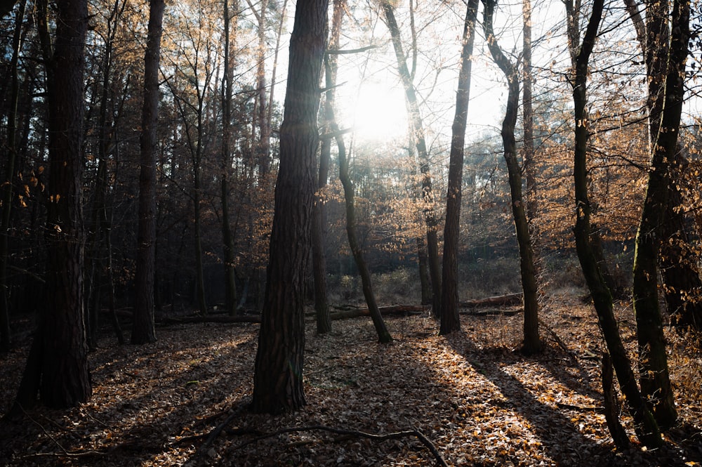 the sun shines through the trees in the woods