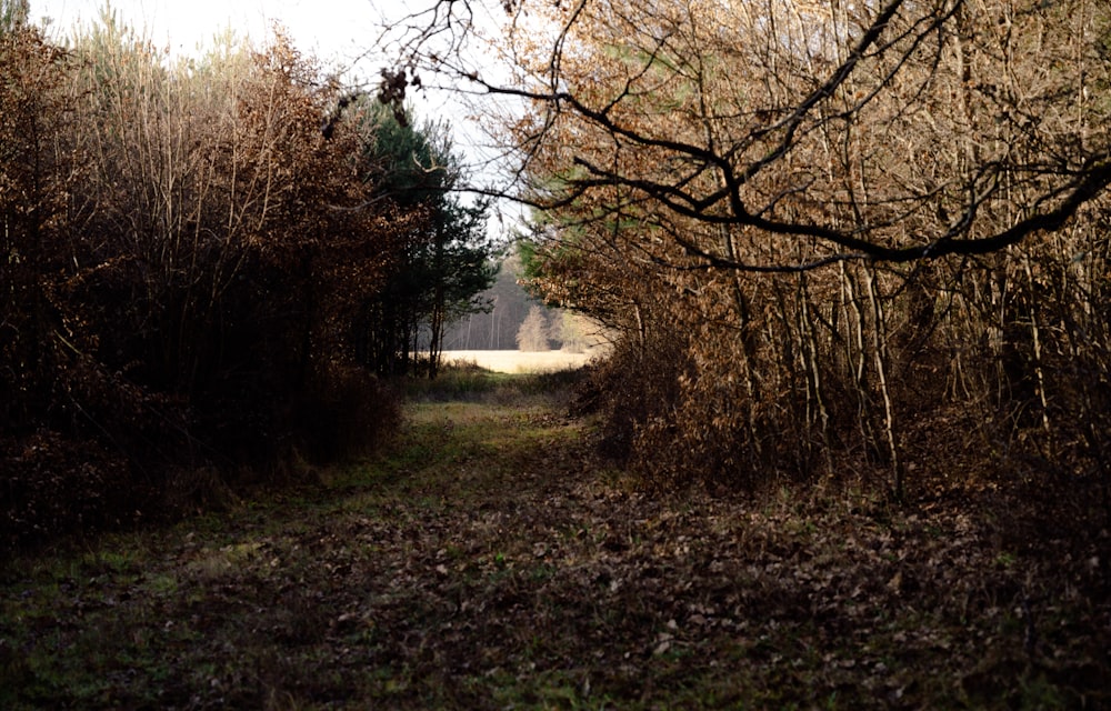 a dirt road surrounded by trees and leaves