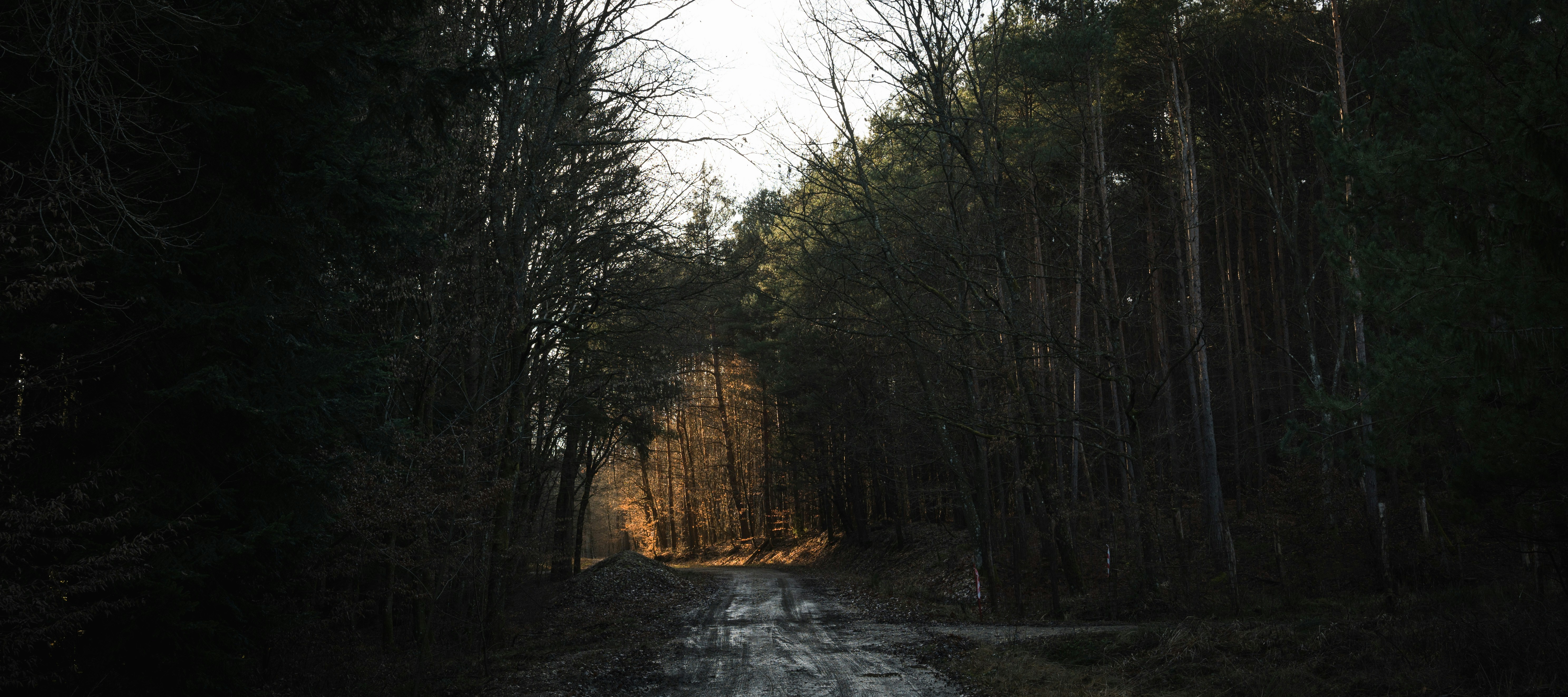 a dirt road in the middle of a forest