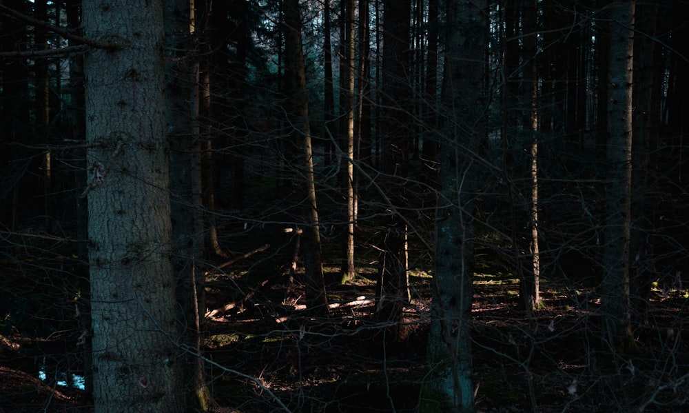 a forest filled with lots of tall trees