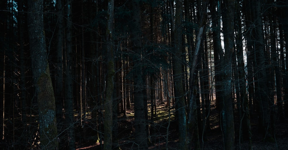 a forest filled with lots of tall trees