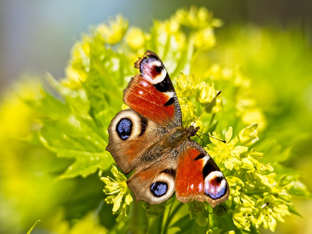 two butterflies sitting on top of a green plant