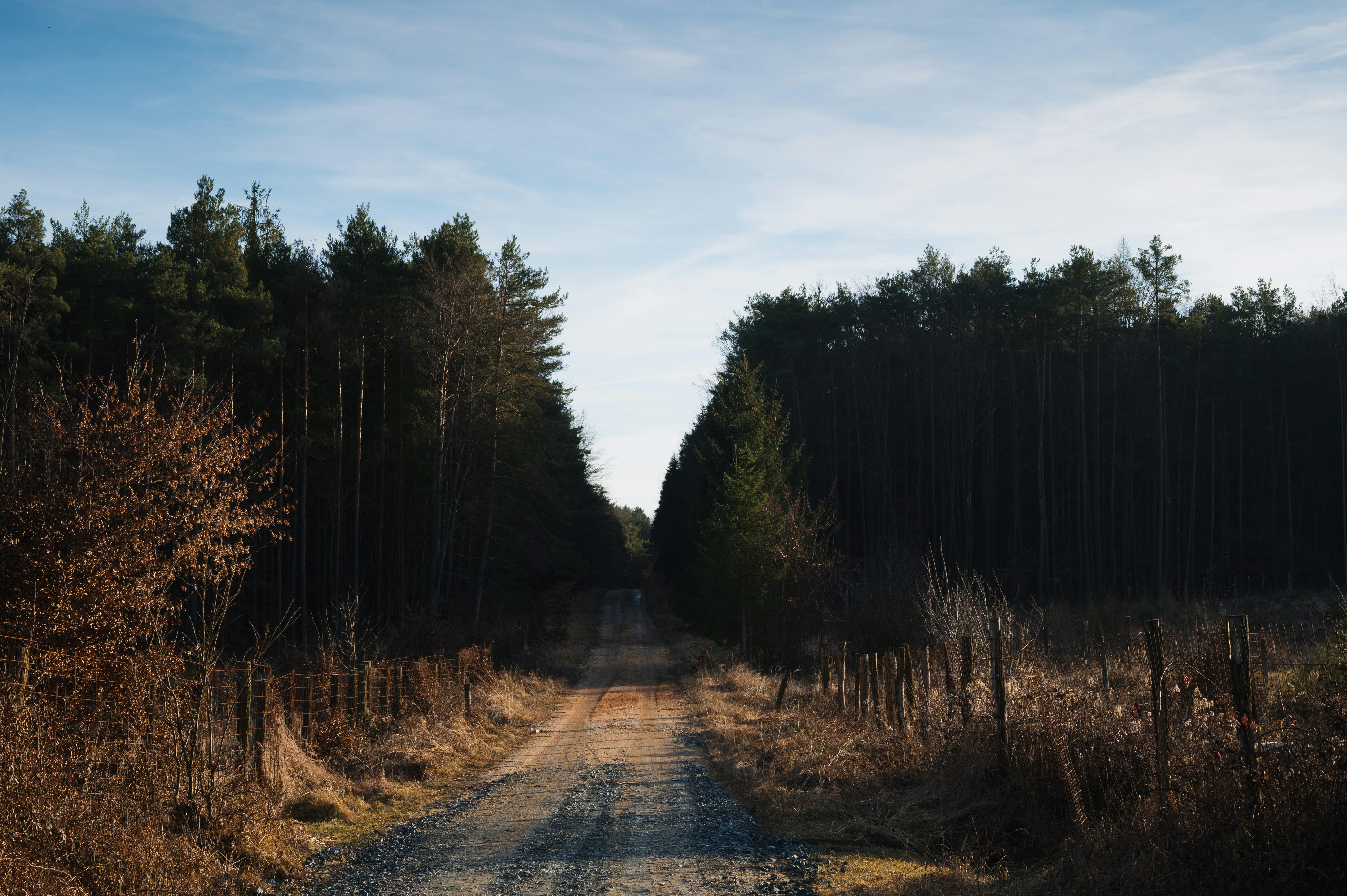 a dirt road in the middle of a forest
