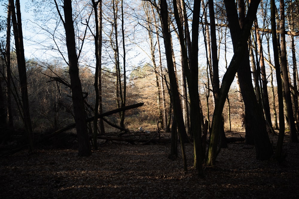 a forest filled with lots of tall trees