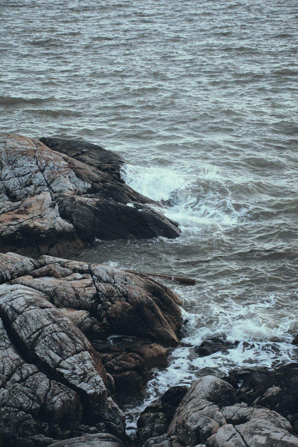 a bird sitting on a rock near the ocean