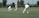 A cricket match scene with players in white uniforms and red caps on a grassy field. One player is mid-swing with a bat, while others are positioned around him, including a wicketkeeper and a bowler in the background. The action captures the moment of a cricket ball in flight.