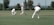 A cricket match scene with players in white uniforms and red caps on a grassy field. One player is mid-swing with a bat, while others are positioned around him, including a wicketkeeper and a bowler in the background. The action captures the moment of a cricket ball in flight.
