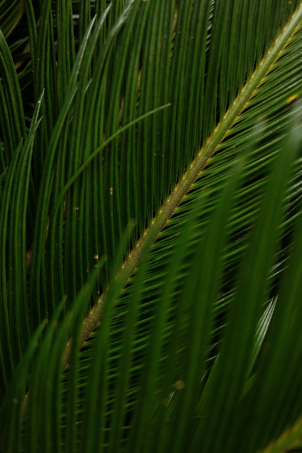 a close up of a palm tree leaves