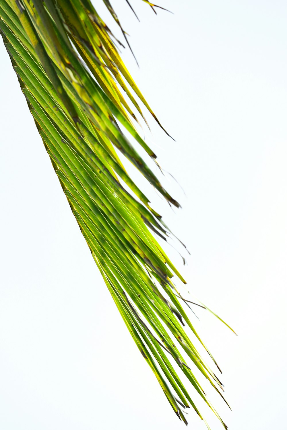 a close up of a palm tree with a blue sky in the background