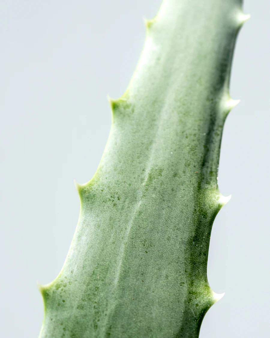Aloe Vera botanical