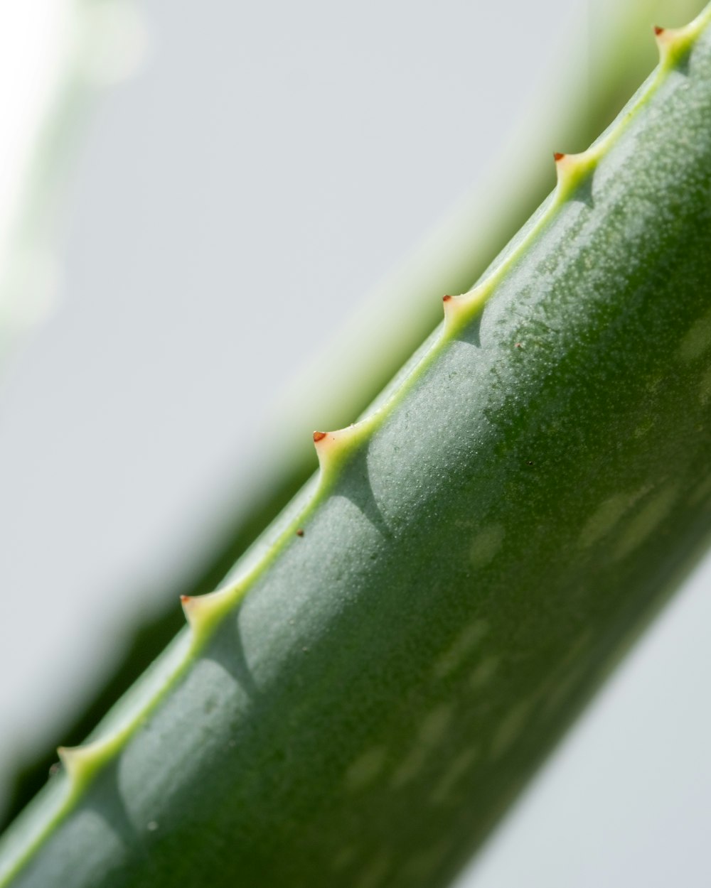 a close up of a green plant stem