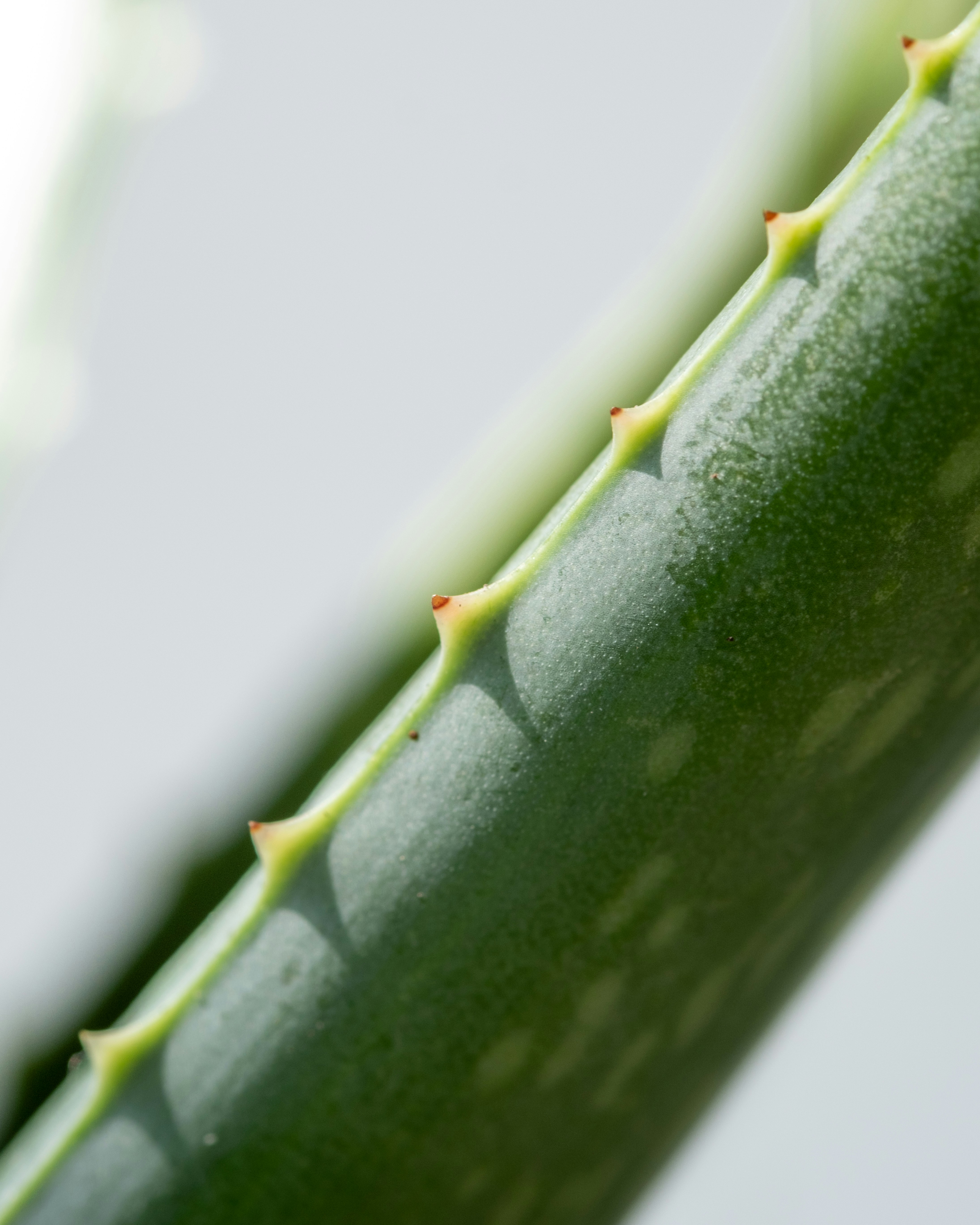Nahaufnahme einer grnen Pflanze mit weien Flecken Foto  Kostenloses Bild  zum Thema Pflanze auf Unsplash