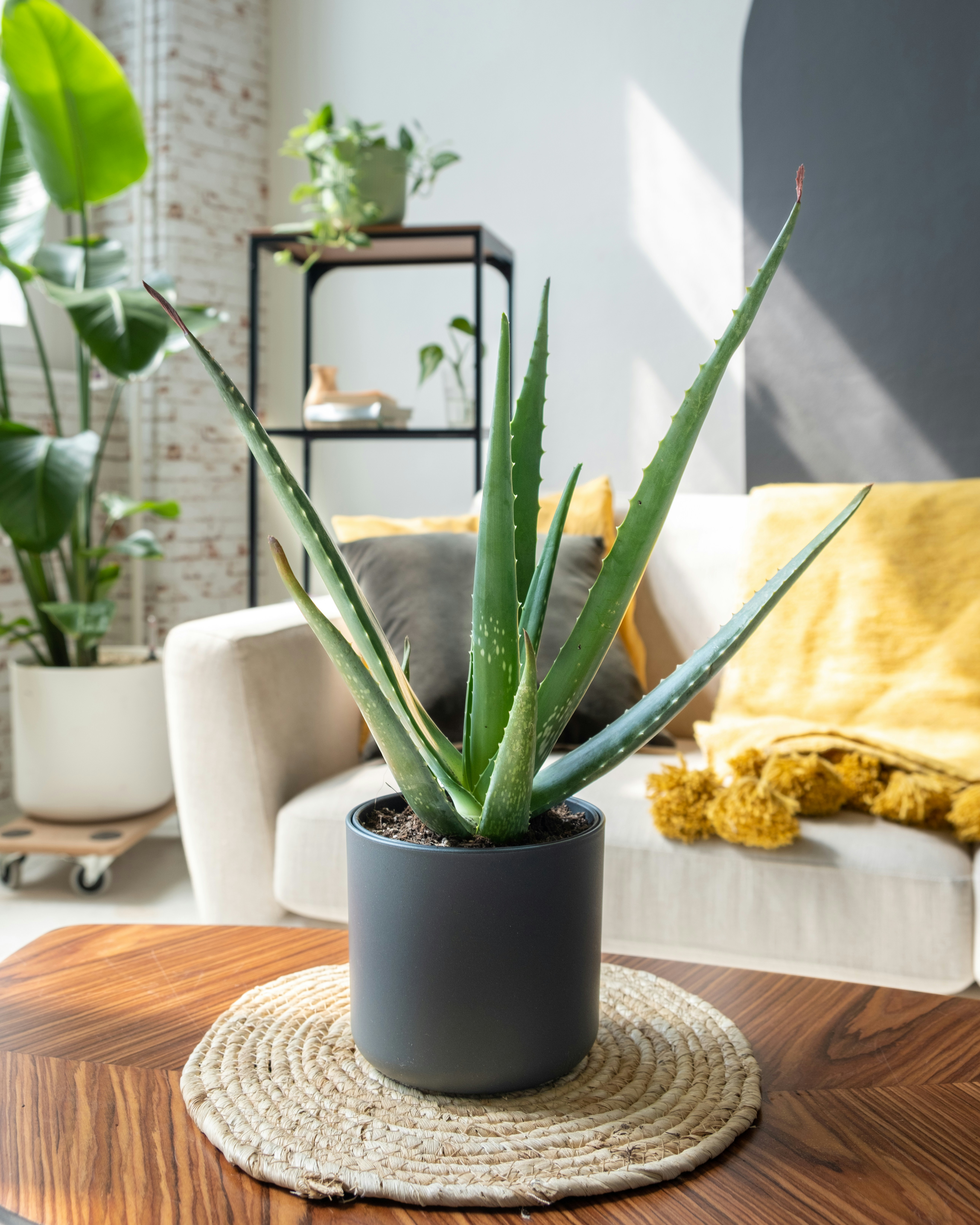 a potted plant sitting on top of a wooden table