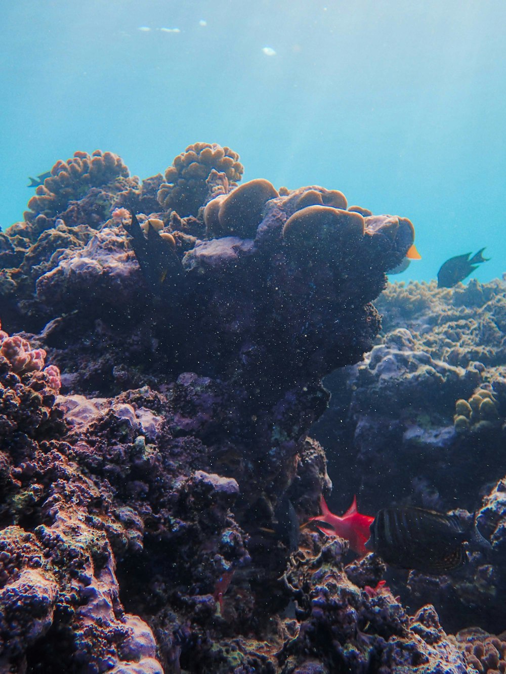 a red starfish swims over a coral reef