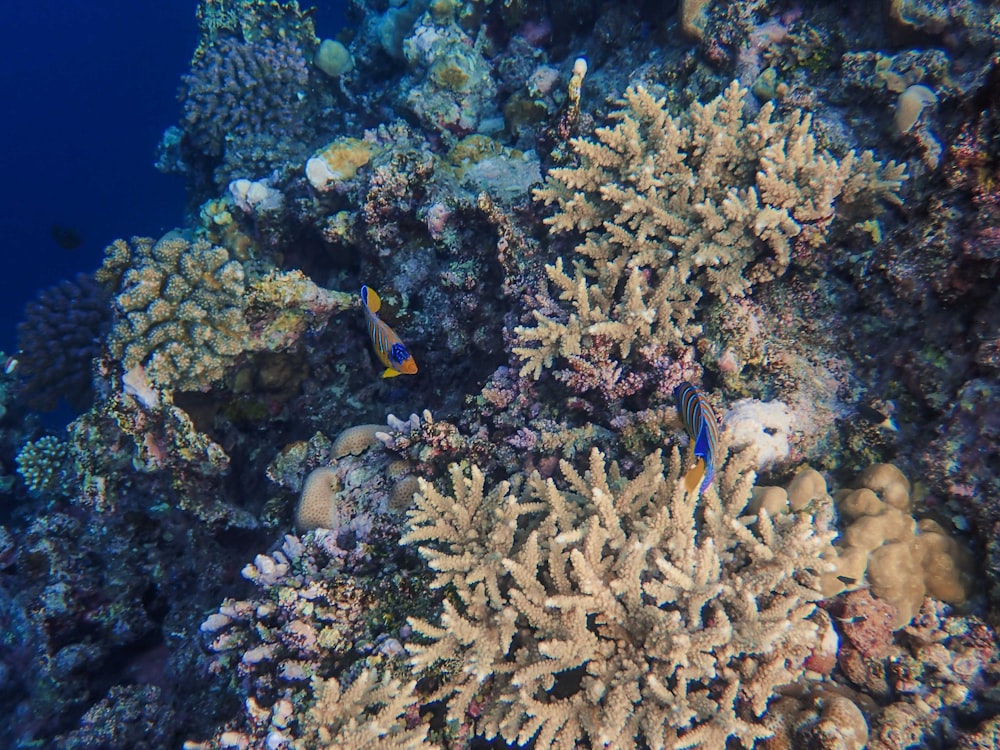 a group of fish swimming around a coral reef