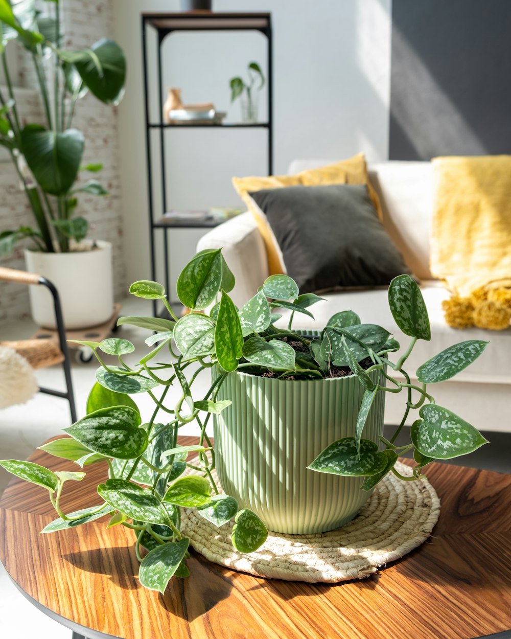 una planta en maceta sentada encima de una mesa de madera