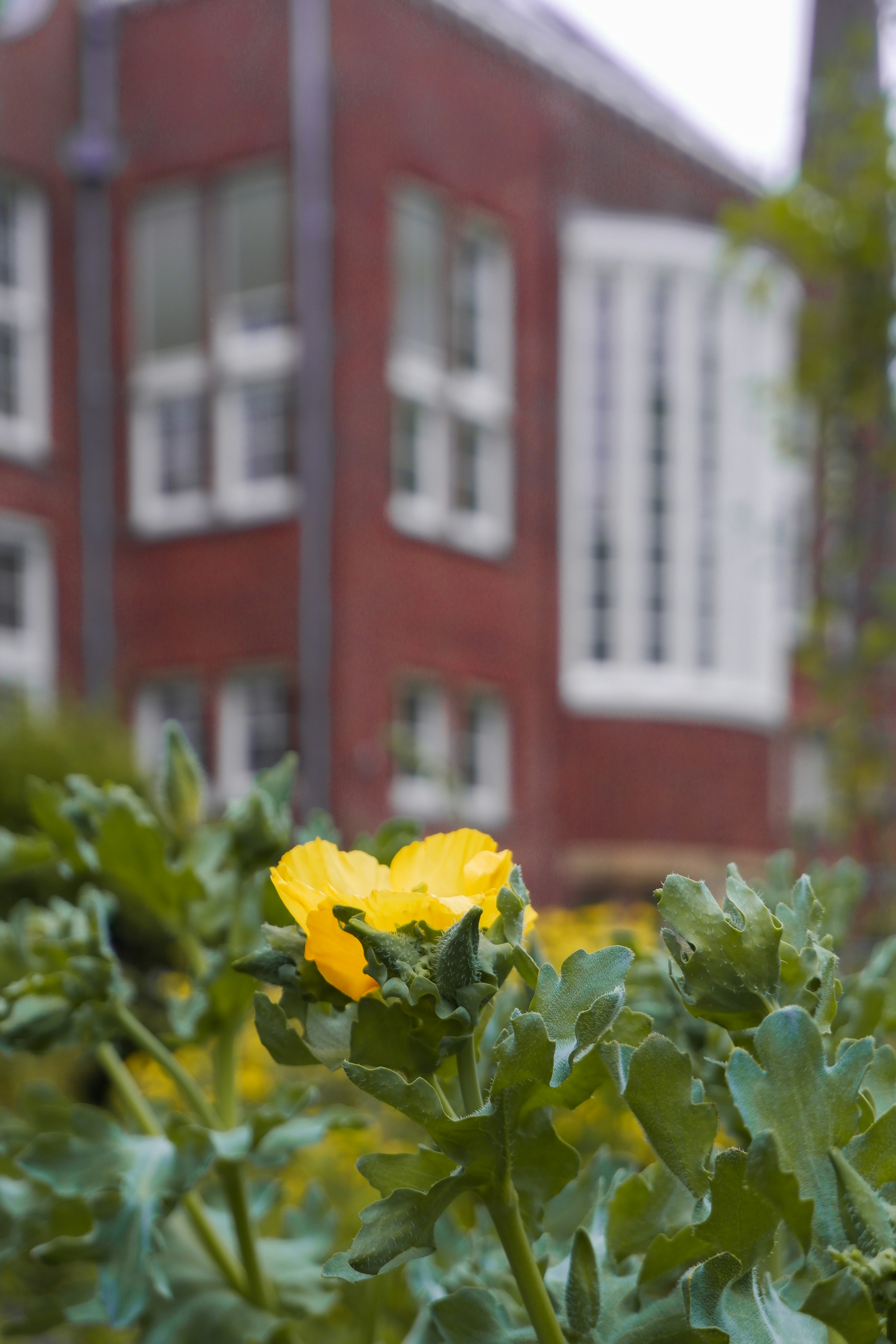 eine gelbe Blume vor einem Gebäude