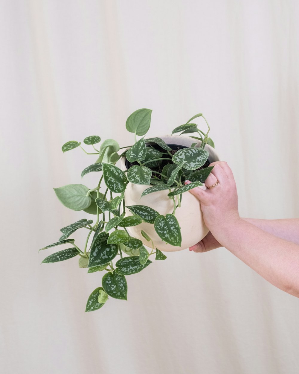 una persona sosteniendo una planta en maceta en la mano