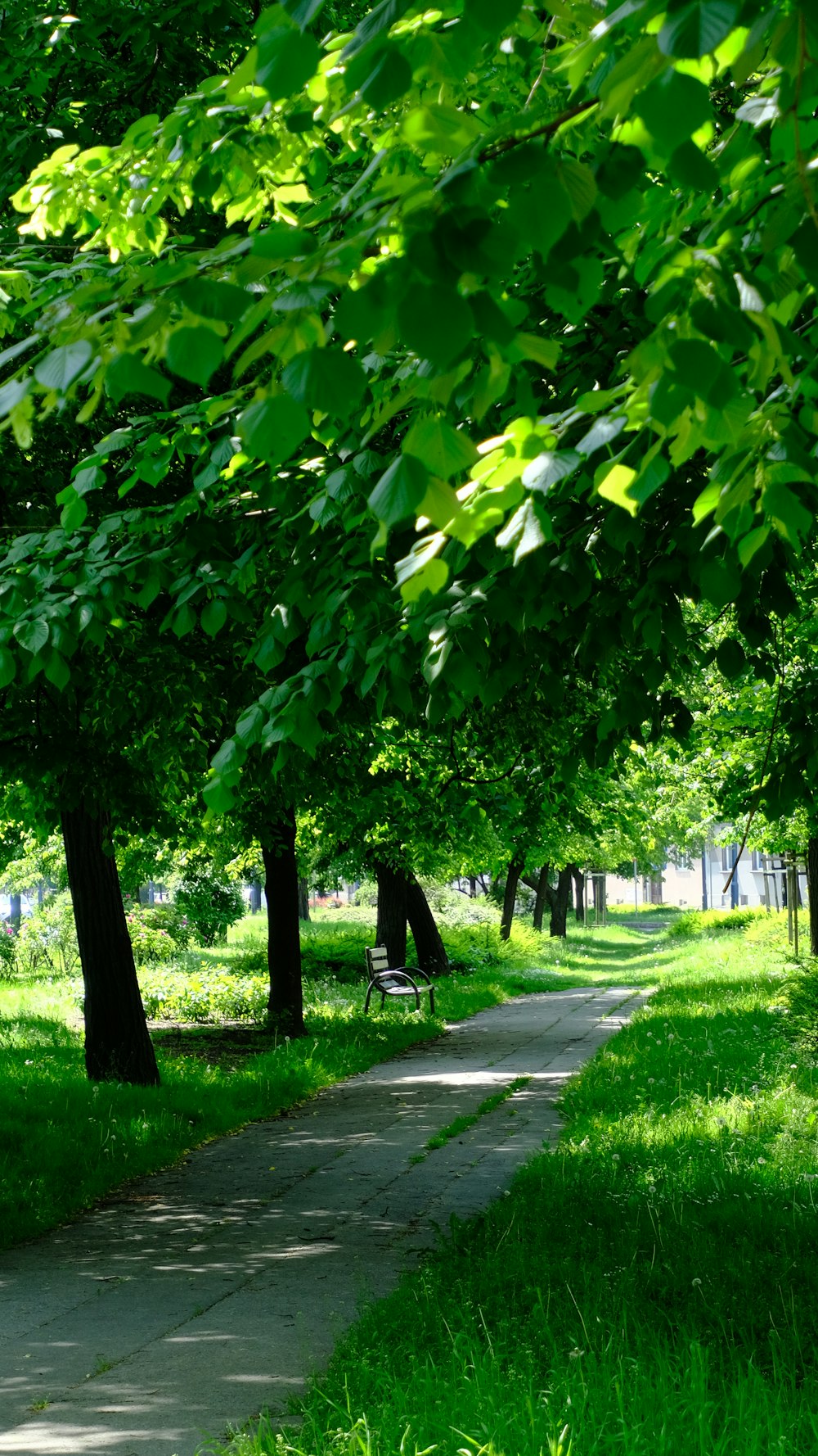 a park with a bench and trees on a sunny day