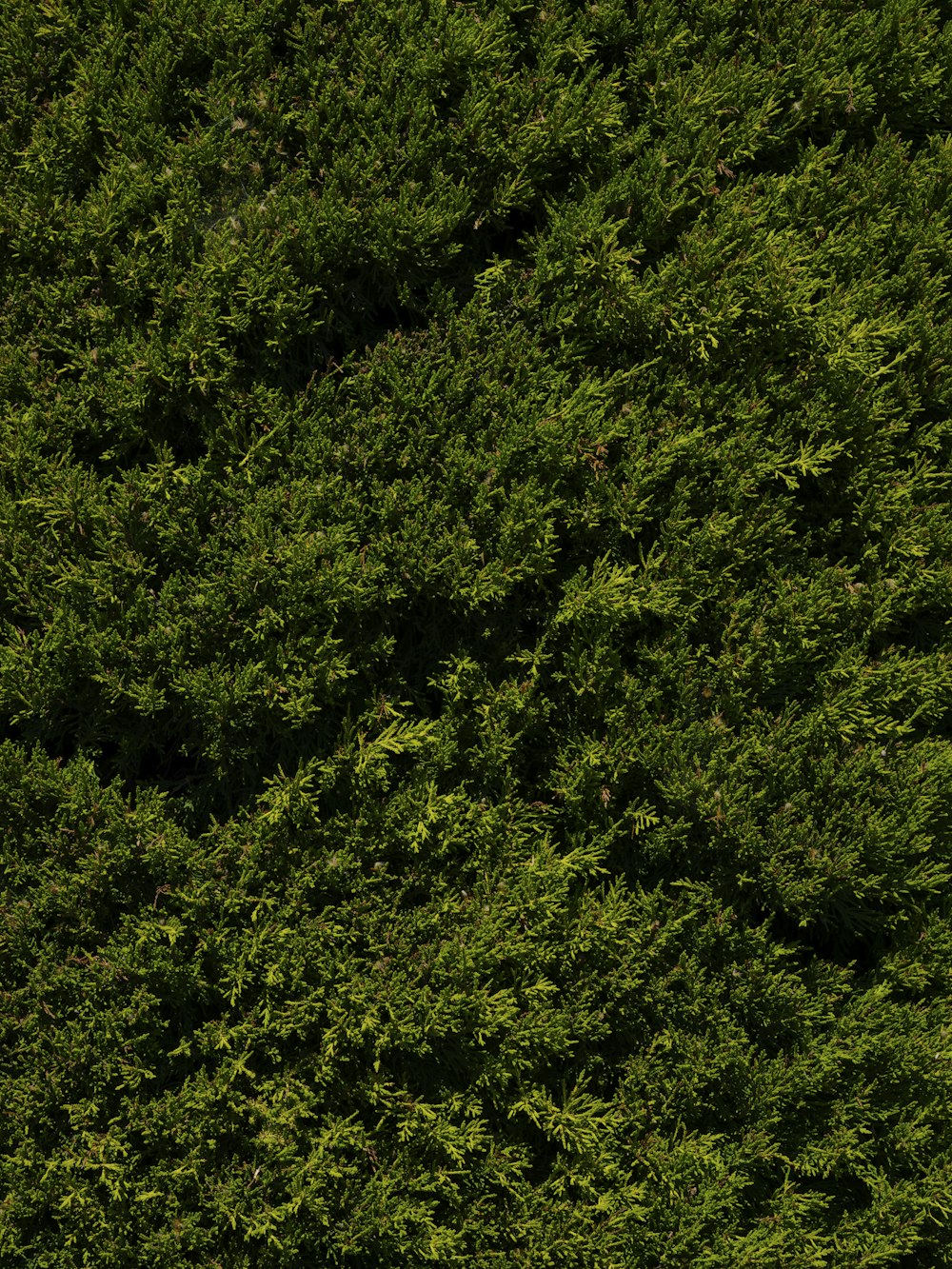 a couple of sheep standing on top of a lush green field