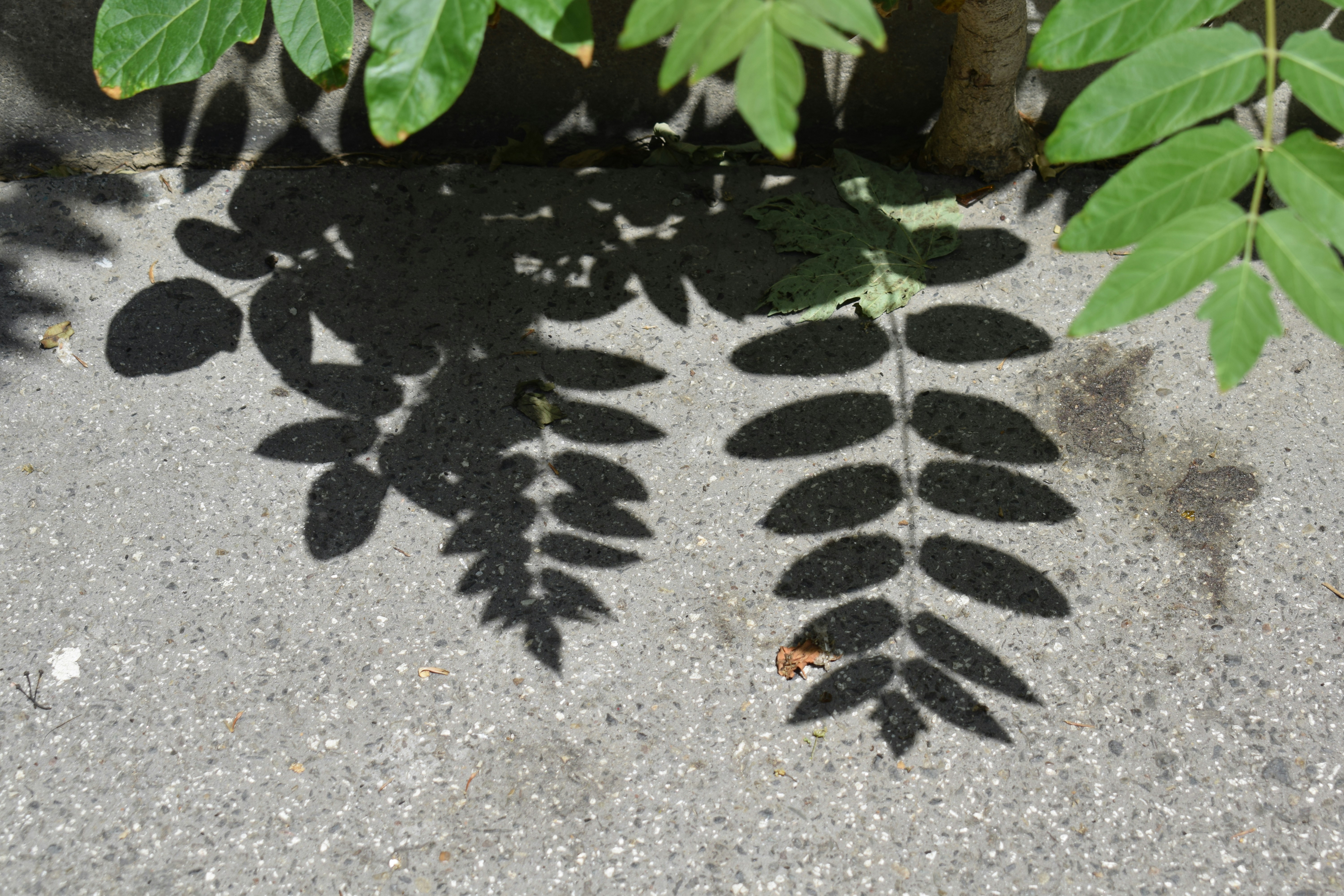 緑のカーテンは効果ある？植物による自然の日射遮蔽性能関連画像