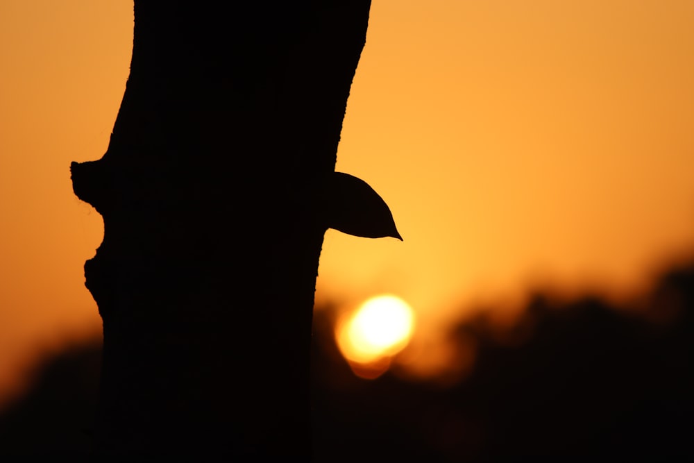 the sun is setting behind a tree branch