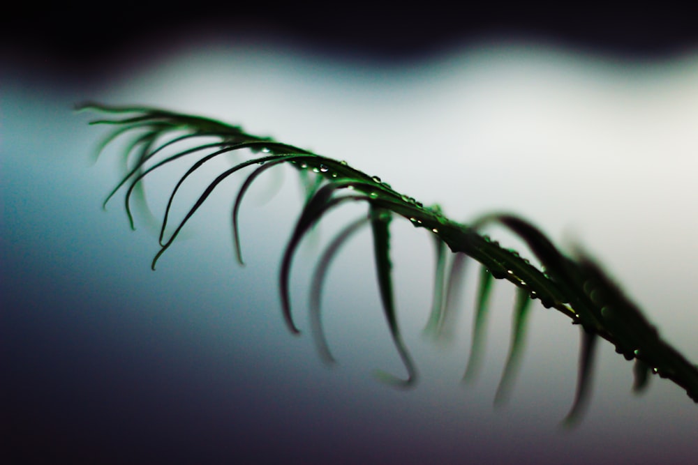 a close up of a green leaf on a blurry background