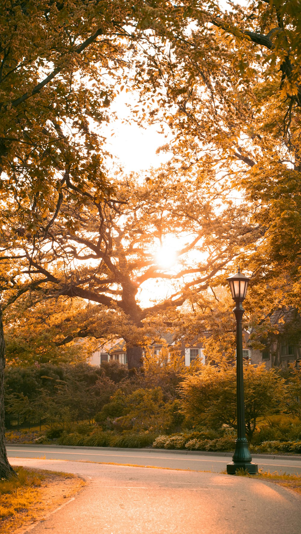 the sun is shining through the trees in the park