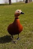 A small bird with an orange-brown body and a pale head stands on a green grassy field. The bird's gaze is directed toward the camera, highlighting its black beak and webbed feet. Trees in the background suggest a park-like setting.