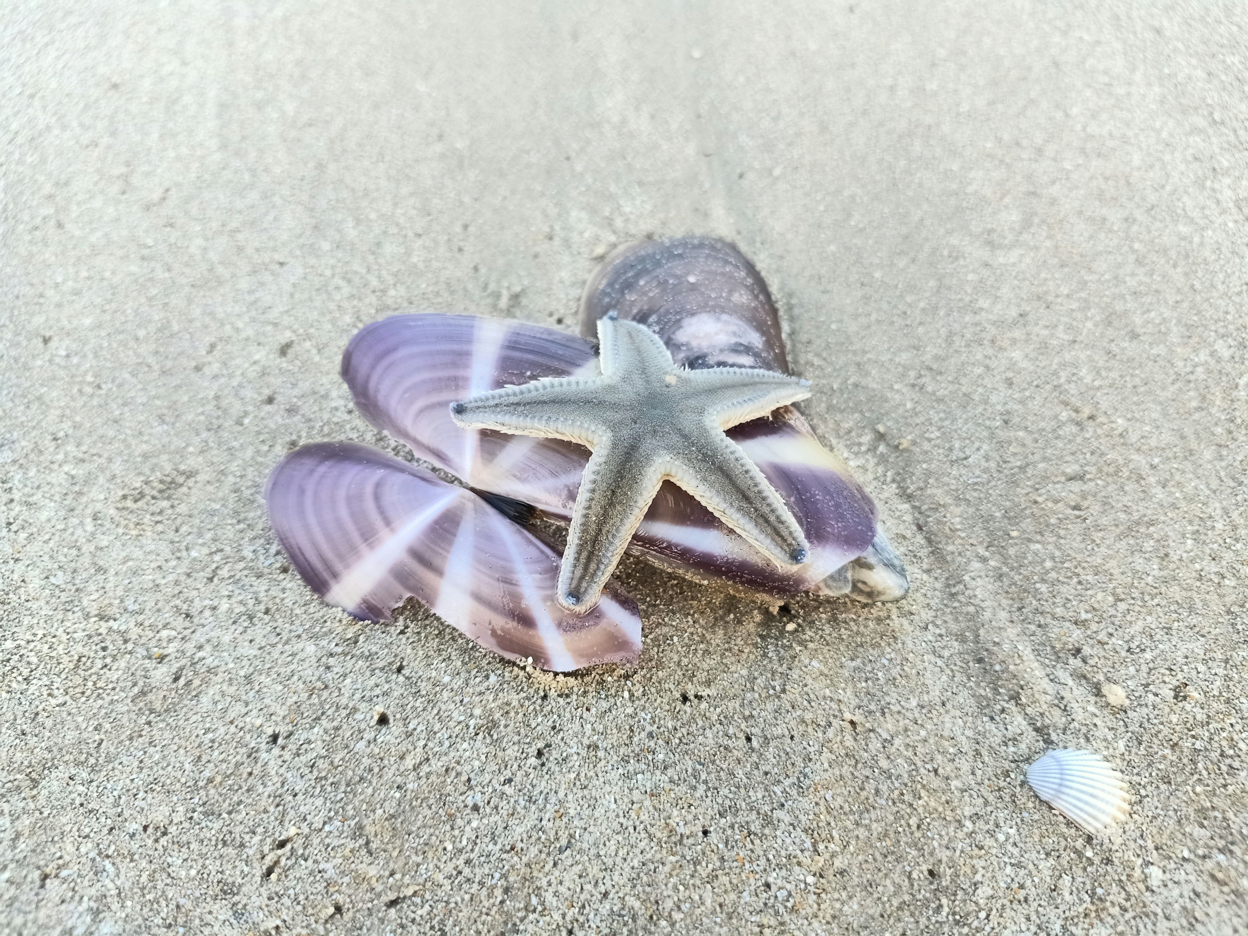 a starfish on a shell on a sandy beach, A starfish resting on shells on the beach.