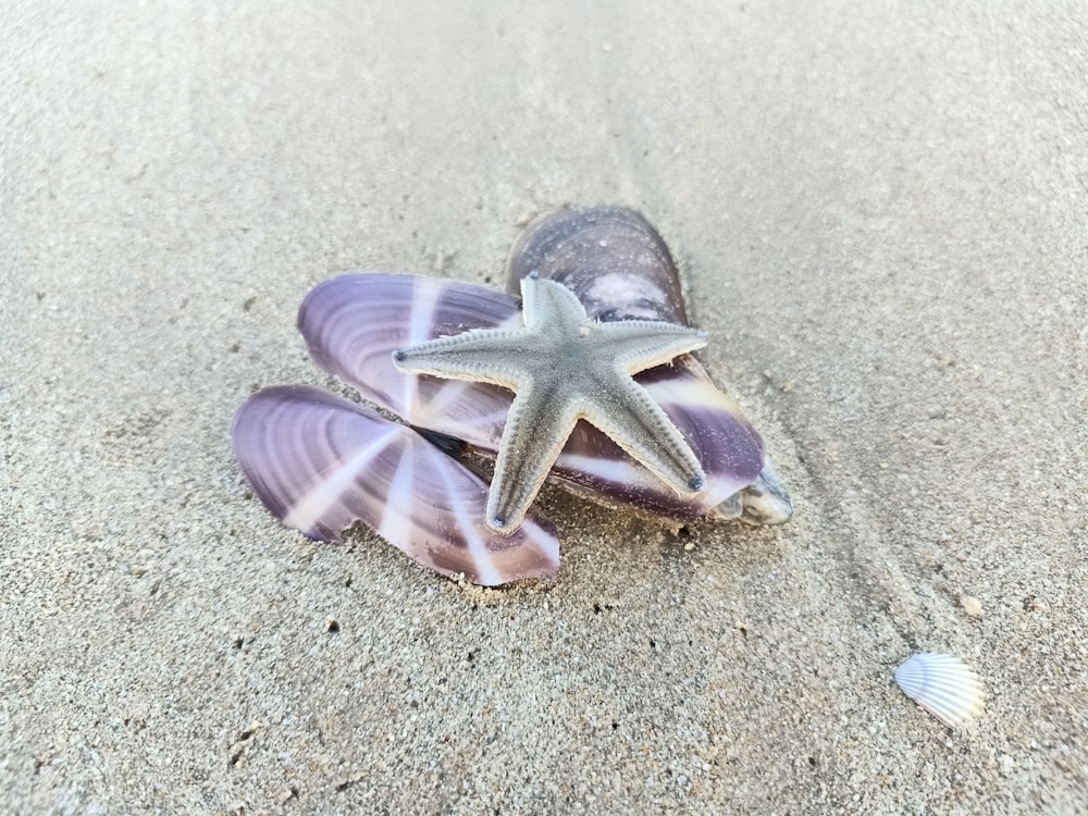 a starfish on a shell on a sandy beach