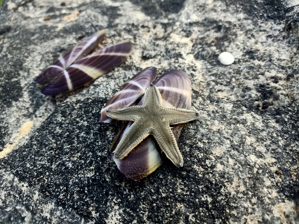 Una stella marina e due conchiglie su una roccia