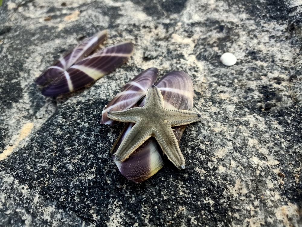 a starfish and two seashells on a rock