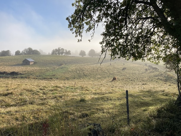 A calm farm landscape with grazing livestock under soft morning light.