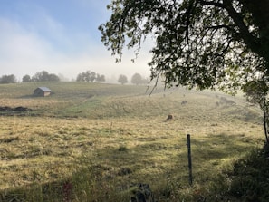 A peaceful morning scene with farm animals grazing near the barn.