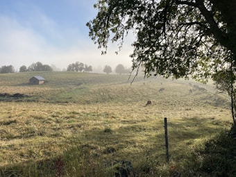 A pastoral scene featuring a grassy field with cows grazing under a gentle morning mist. The landscape is gently rolling, dotted with trees, and a small barn is visible off to one side. A large tree branch frames the image from the top right, casting shadows on the ground.