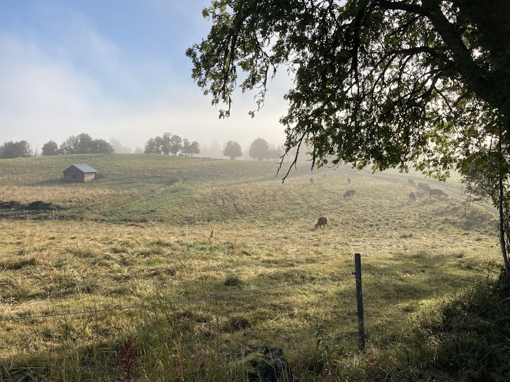 a grassy field with a barn in the distance