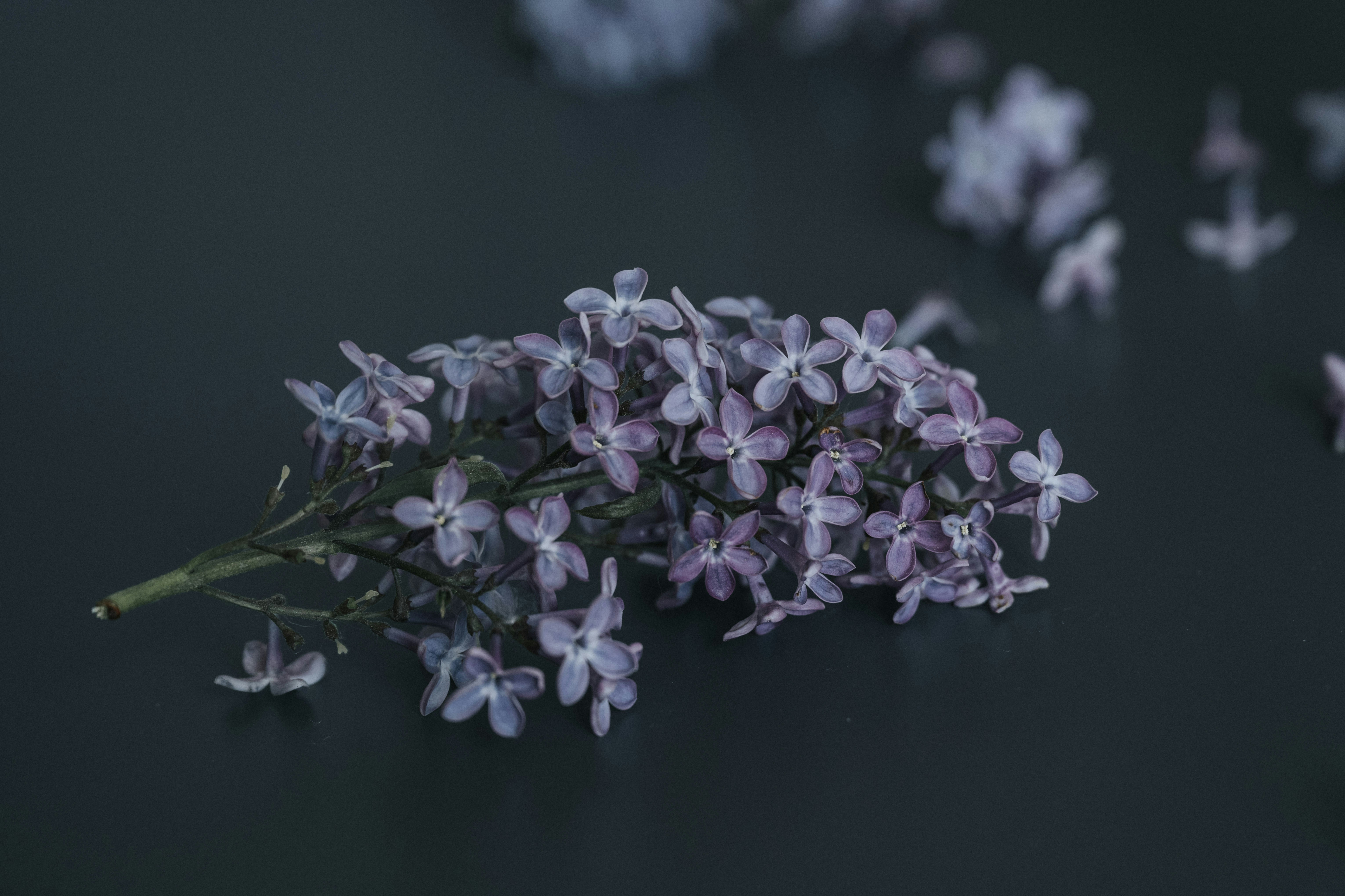 Purple flowers on table