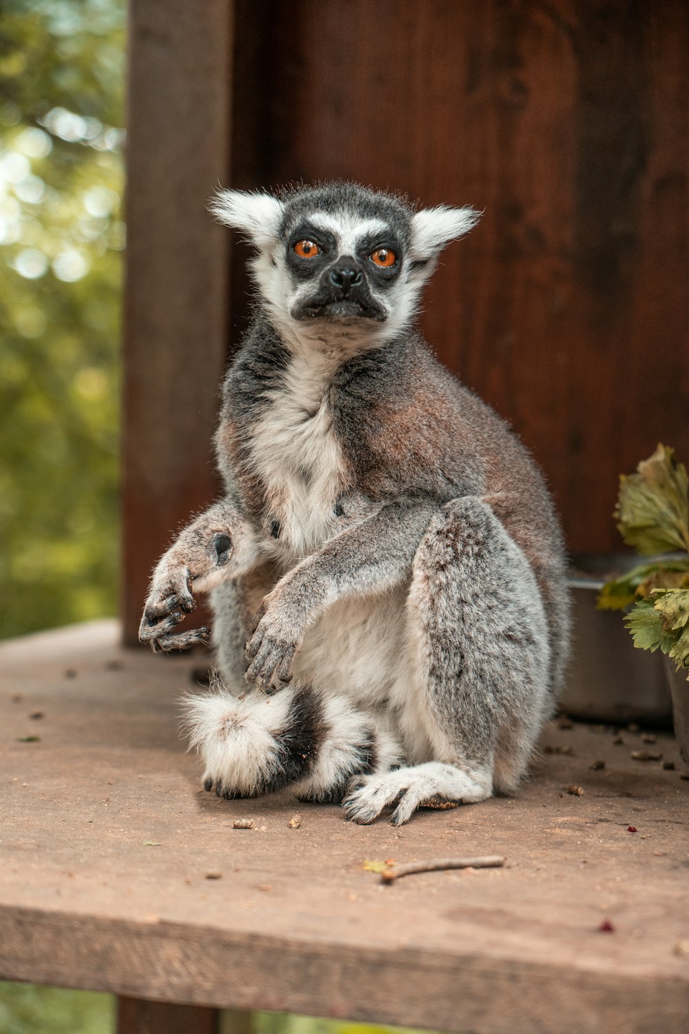 a close up of a small animal on a table