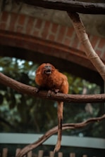 A small red-furred monkey sits on a branch in an indoor setting with greenery in the background. The monkey appears alert with its mouth open, likely vocalizing. The environment includes wooden and stone structures, suggesting a zoo or similar habitat.