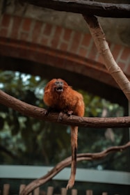 A small red-furred monkey sits on a branch in an indoor setting with greenery in the background. The monkey appears alert with its mouth open, likely vocalizing. The environment includes wooden and stone structures, suggesting a zoo or similar habitat.