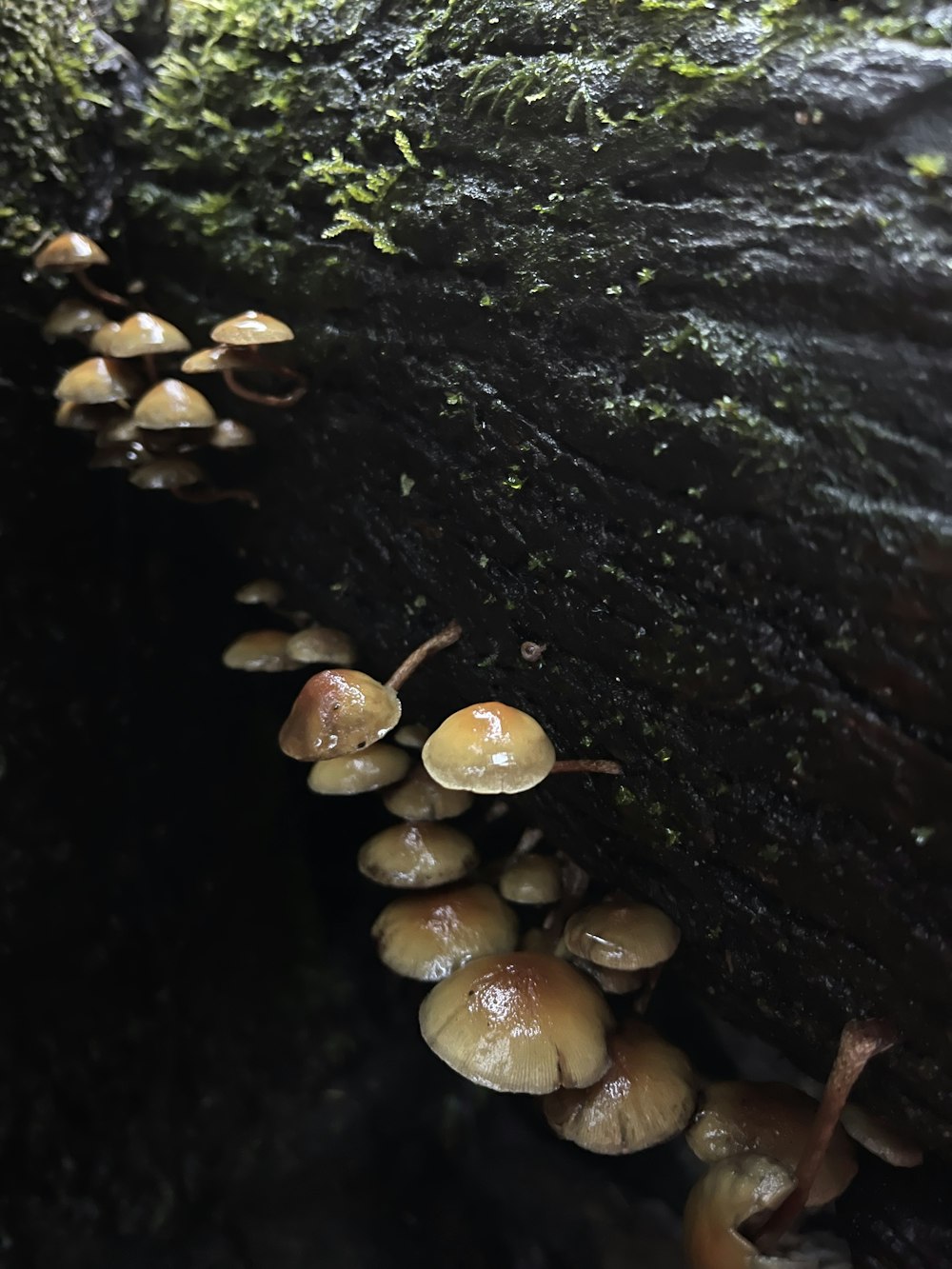 a group of mushrooms growing on the side of a tree